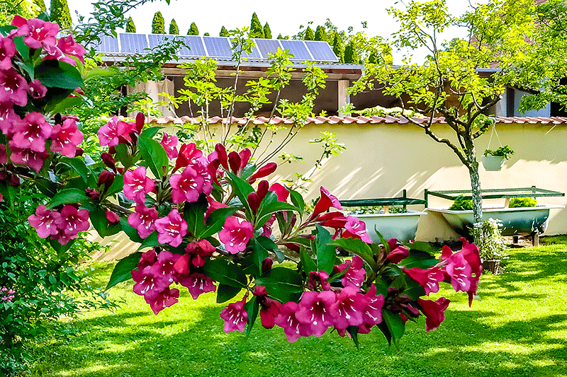 25. Mai 2019 - Blütenpracht in unserem Garten